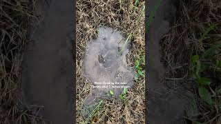 Flooded mole tunnels after torrential rains. #rain #flood #mole #flooding #flooding2024 #torrential