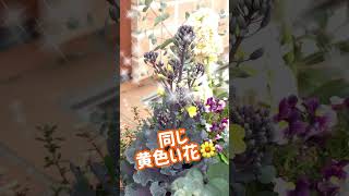 【ガーデニング】ハボタンの花は葉によって色が違う？一緒？ #shorts #ガーデニング