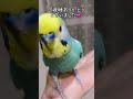 良かれと思って近寄ってくるインコと全てを分かっている先輩インコ セキセイインコ ボタンインコ lovebird budgies