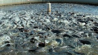 Bioflock fish farming in bangladesh | বায়োফ্লকে মাছ চাষ