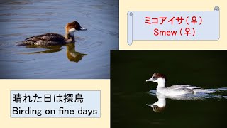 「ミコアイサ」（♀）　クリークで冬を過ごす　“Smew” (♀) spends a winter in a creek