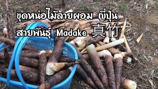 ขุดหน่อไม้ลายๆผอม ญี่ปุ่น | Madake 真竹| Bamboo shoot Japan #2020