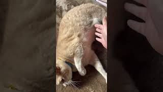 おなかを触ると怒る猫【猫】