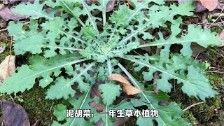 泥胡菜：良药苦口，苦而不涩