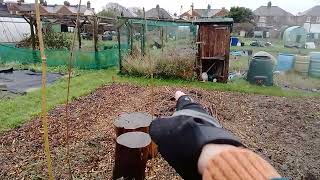 Allotment tour and adventures in woodchips and hugelkultur.  Pilot, 7th Dec 2024