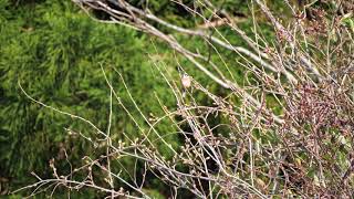 4kホオジロ地鳴き