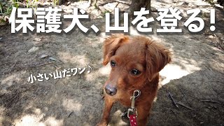 保護犬と森林浴。こんなに足腰強くなりました！【Day59】