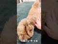 shorts 眠たい犬は無抵抗で可愛い【トイプードル】