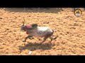 kovilur jallikattu 2024 videos 03 கோவிலூர் ஜல்லிக்கட்டு 2024 videos 03