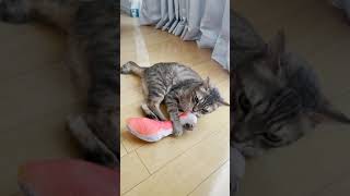 【あるある】鮭のぬいぐるみを蹴って舐めて３０分で飽きる猫　#Shorts