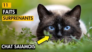 Ces 11 Faits Surprenants sur les Chats Siamois Vous Étonneront ! ( #9 Surprenant )