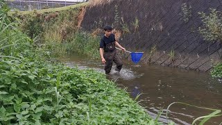 田舎の小川でガサガサ入門