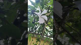 ଧଳା ମନ୍ଦାର ଫୁଲ || white hibiscus flower|| white flower||garden #photooftheday #flowers #hibiscus