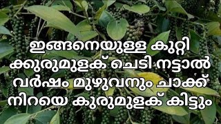 ഇങ്ങനെയുള്ള കുറ്റികുരുമുളക് ചെടിയിൽ വർഷം മുഴുവനും ചാക്ക് നിറയെ കുരുമുളക് കിട്ടും | pepper | biloos