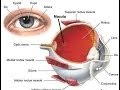 Anatomy and Physiology of Vision / Anatomy and Physiology Video