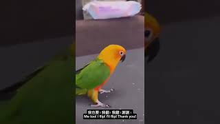 聰明的鸚鵡#smartparrot #搞笑 #funny #娛樂 #entertainment #原創 #original #鸚鵡 #parrot #吳晴晴