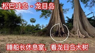 印尼旅游｜8000公里行程结束，回程睡船长室，看龙目岛的巨树