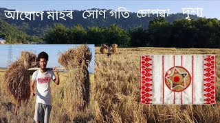 #4 আঘোণ মাহৰ প‌থাৰত সোণ গতি চোপৱা  দৃশ্য,😍