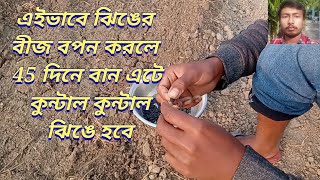 এইভাবে ঝিঙের বীজ বপন করলে 45 দিনে বান এটে কুন্টাল কুন্টাল ঝিঙে হবে,ঝিঙ্গা বীজ থেকে চারা উৎপাদন,