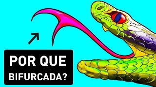 Por Que As Cobras Têm A Língua Bifurcada