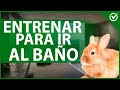 🐰 Cómo Enseñar a mi Conejo Dónde Hacer sus Necesidades - Tutorial Completo 💩🐰