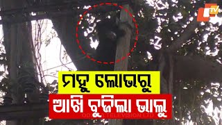 Bear Electrocuted to Death After Coming in Contact with Electric Wire in Balasore