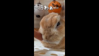 換毛期でムスッと怒っている顔になってしまったウサギ　【うさぎカフェ ぽっぷ Pop】 #Shorts