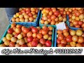 17 02 25 madanapalle tomato market price today today tomato market rate in madanapalle today