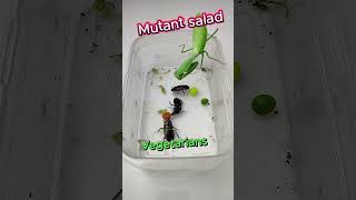 Mutant salad vs Vegetarians| Praying Mantis and Cockroaches  #insects #mantis #funny