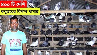 ভেটেরিনারি ডাক্তারির পাশা পাশি ৪০০ দেশি কবুতরের বিশাল খামার গড়ে বাড়তি আয় | কবুতর পালন।BD Pigeon Farm