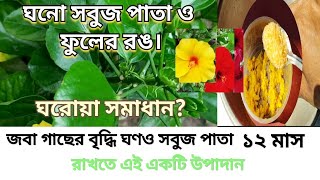 জবা গাছের বৃদ্ধি ঘনও সবুজ পাতা ফুলের রঙ উজ্জ্বল রাখার ঘরোয়া সমাধান 100% ।