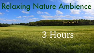 3-Hour Nature Bliss: Endless Grass Field Ambience