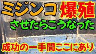 【繁殖】約半年前にセットした爆殖ミジンコ水槽の現状がやばすぎた【アクアリウム】