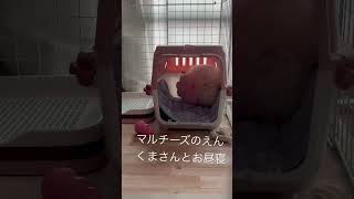 ふわふわマルのえんお昼寝　#shorts #cutepuppy #anakanjing #子犬　#お昼寝　#マルチーズ