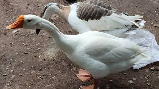 សត្វក្ងាន goose