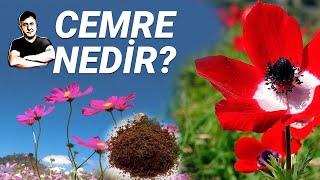 CEMRE NEDİR (İŞTE BUNU BİLİN)