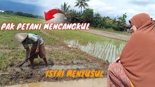 Mencangkul di Sawah: Perjuangan Petani Panasan Mencangkul Sawah Tanpa Kenal Lelah