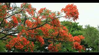 燃燒吧!火鳳凰  [鳳凰木]花開 紅焰登場 榮榮行腳