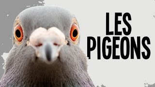 LES PIGEONS dans l'histoire