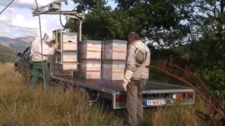 La Butinerie en Provence - Transhumance avec la grue