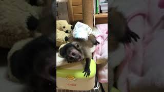 フサオマキザル🐵王様（きんぐ）生後５７日目💞