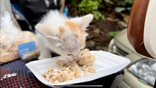 小奶猫很有个性，不肯给人喂食，自己爬上电动车自己大口吃肉