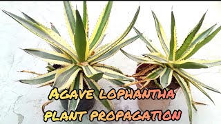 Agave lophantha plant propagation