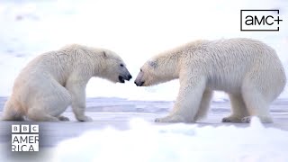 Playing Tag with A Polar Bear | Frozen Planet II | BBC America