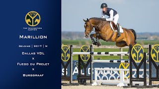 10 Marillion (Dallas VDL x Fuego du Prelet) gelding, 2017