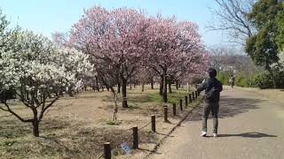 梅の花 満開    大阪府堺市南区  荒山公園(こうぜんこうえん)       ２０２３年３月７日