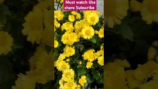 Guldaudi (Chrysanthemum) Flowers colourful Bloom in winter season #yt_shorts