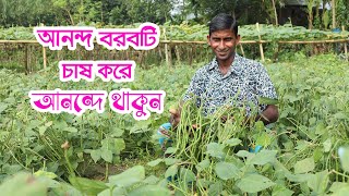 আনন্দ বরবটি চাষ করে আনন্দে থাকুন