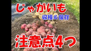 ジャガイモ収穫と保存の注意点4つ！完璧にすれば1年持ちます！