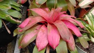 Beautiful Bromeliads // Types of plant bromeliads